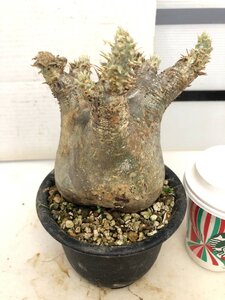 5192 「塊根植物」パキポディウム エニグマティクム 植え【発根・Pachypodium enigmaticum・多肉植物】