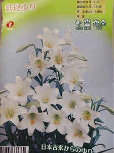 即決！♪送料無料　古来から　スタンダード種　日本のみやび　花壇、鉢植え、切花に！ 白色　鉄砲ゆり　大球　2球