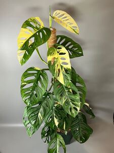 マドカズラ　斑入り　Monstera adansonii 極斑　大葉　4