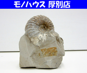 化石 アンモナイト 約幅8.5cm 約550g 置物 自然インテリア コレクション 北海道 札幌市 厚別区