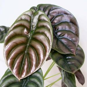 アロカシア Alocasia Cuprea red No2 大株 