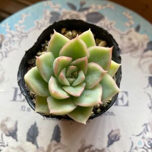 多肉植物☆寄せ植え購入苗、品種不明☆四A白棒☆雨晒しOK、寄せ植えに便利☆ラスト！