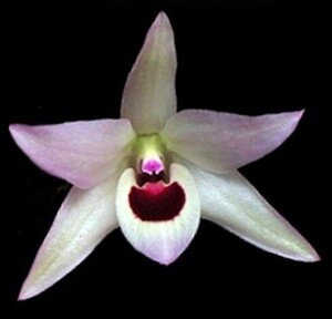 洋蘭原種 (584) 中国で発見されたデンドロビューム Dendrobium shixingense (Sib) デンドロビューム　シンシンゲンセ