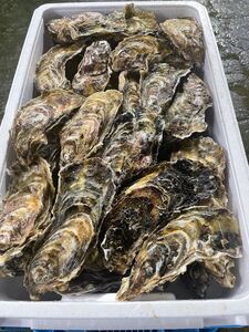 北海道　噴火湾　牡蠣　45〜50個　牡蠣 真牡蠣 カキ 貝類 海鮮バーベキューBBQ 生牡蠣 牡蠣