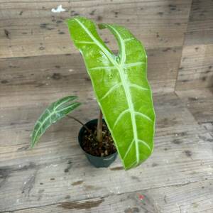 アロカシアロンギロバ alocasia lonngiloba＃クワズイモクプレアドラゴンスケールククラータワトソニアナ