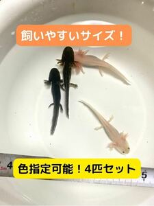 ウーパールーパー　4匹　10-15cm