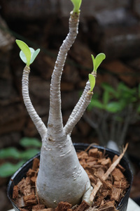 　Adenium arabicum (管理番号：ar7）アデニウム　アラビカム