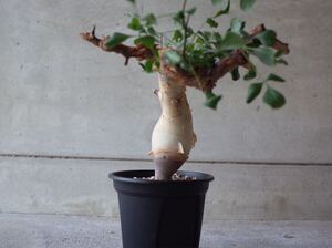 ②発根済 コミフォラ カタフ ソマリア Commiphora kataf Somalia 灌木 ピグマエア 亀甲竜 ネグレクタ ムランジーナ ぺアルソニー