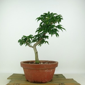 盆栽 紅葉 獅子頭 樹高 約23cm もみじ Acer palmatum モミジ カエデ科 落葉樹 観賞用 現品