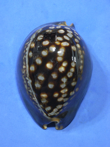 貝の標本 Cypraea mauritana 92mm.big 