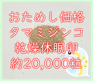 ★おためし価格★タマミジンコ 乾燥休眠卵 約20000粒 1カプセル (約0.08g) 