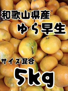 @48 和歌山県産 ゆら早生 5kg サイズ混合 ご家庭用 極早生 みかん 有田みかん