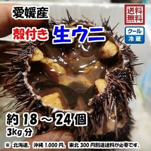 生ウニ 殻付き （18～24個 3kg） 愛媛 天然 紫ウニ 赤ウニ 期間限定 8月上旬~10月末 素潜り海士 送料無料 北海道/沖縄/東北は別途送料