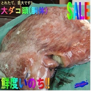 珍品・珍味「水タコ胴体(頭) 1.2kg」お刺身、タコ鍋に　（活冷凍）『魚王国』 境港産