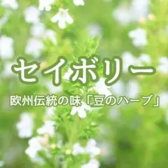 【ハーブの種】セイボリー☆サボリー 種子 200粒以上！