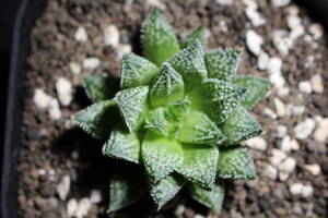 Haworthia/ガリレオ　ハオルチア