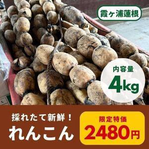 茨城県産泥付きれんこん霞ヶ浦蓮根4kg特売！！贈答用にも