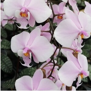 ◎洋蘭◎ Phal. schilleriana 