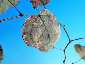 斑入(黄白覆輪.掃込)　マルバノキ(紅万作)　A・珍品・花木・山野草