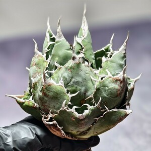 107アガベ チタノタ 巨獣 Agave titanota 