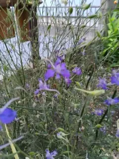 千鳥草　紫色の花　10株