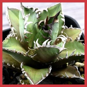 アガベ チタノタ レッドキャットウィーズル Agave titanota ‘Red Catweazle’ OSP産 管理番号1049