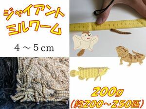 ジャイアントミルワーム　２００ｇ+１０ｇ　（２００～２５０匹）