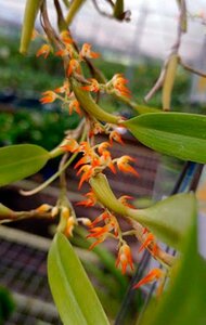 Bulbophyllum angustifolium 洋蘭 原種