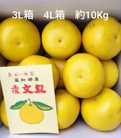 高知県産 文旦 約10Kg