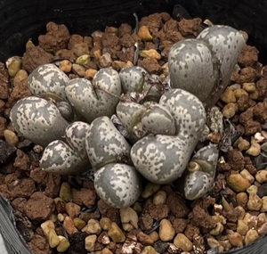 コノフィツム　Conophytum pellucidum var.terricolor TS438 ②