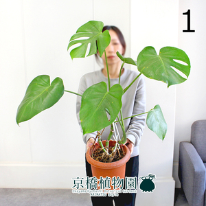 ☆1円スタート☆【現品】モンステラ 7号 茶鉢（1）Monstera