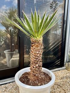 ユッカ・フィリフェラ Yucca filifera