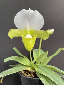 No.1265 Paph.charlesworthii fma.album x self 苗 パフィオ 原種