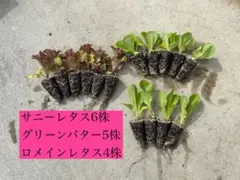 淡路島農家サニーレタス6株 グリーンバター5株 ロメインレタス4株　合計15株