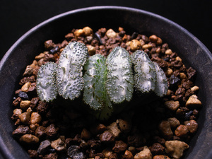 【多肉植物】ハオルチア 玉扇 ‘ 荒磯 ‘ / Haworthia truncata ‘ Araiso ‘