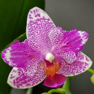 ②花芽あり Phal. Hualien PinkGalaxy 