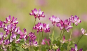 カントリーな風景 れんげ草 100粒