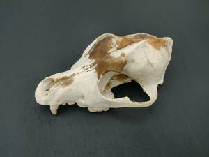 小動物　頭骨　下顎無し　スカル　骨　牙　歯　標本　資料　研究　コレクション　ディスプレイ　長期保管　頭蓋骨　オブジェ