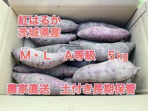 A品　5kg 土付き　紅はるか　べにはるか　M〜Lサイズ(200〜500g程度)さつまいも 茨城県産　5キロ　　長期保存向き　追熟　熟成