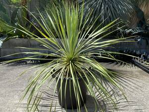 厳選美株 ユッカ ロストラータ 選抜品種 サファイアスカイズ 国内実生株 Yucca rostrata 