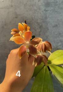 洋蘭　原種 コチョウラン　Phal.tetraspis 実生　No.４ ファレノプシス属テトラスピス