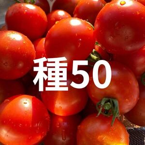 中玉トマト種子50粒