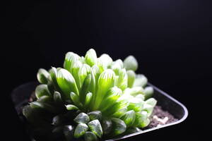 Haworthia /緑水晶オブツーサ 　ハオルチア　大株