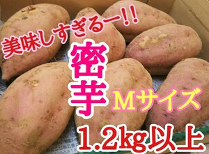 あま～い！美味しい！種子島産　密芋！安納芋！1.2㎏以上！