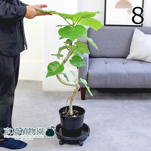 【現品】フィカス・ウンベラータ 曲がり 7号 黒鉢（8）Ficus umbellata