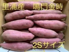 里浦産　鳴門金時　砂付き 小さめ2S   1.3kg