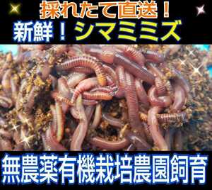 観賞魚の餌に抜群！新鮮！採れたて直送！シマミミズ100匹セット☆良く食べます！栄養満点！爬虫類の餌、亀の餌、釣りの餌、コンポストに！