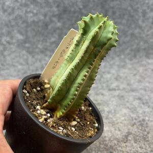 【鉢ごと発送】ユーフォルビア・ホリダ /Euphorbia Horrida/ 3.5号鉢 / 塊根・多肉植物【現品】24-2-15-18