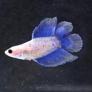 ベタ　ダブルテール　メス　ファンシー　06F0925-070　熱帯魚　生体