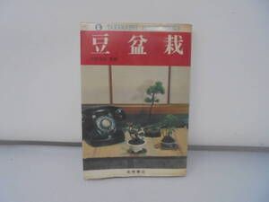 【豆盆栽】中村是好/監修 高橋ジャンボブックス 昭和49年3版//